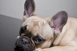 Porträt von ein bezaubernd Französisch Bulldogge foto
