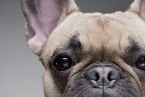 schließen Porträt von ein bezaubernd Französisch Bulldogge foto