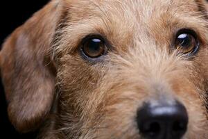 Porträt von ein bezaubernd Draht behaart Dackel mischen Hund suchen neugierig beim das Kamera foto