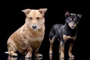 Studio Schuss von zwei bezaubernd gemischt Rasse Hund foto