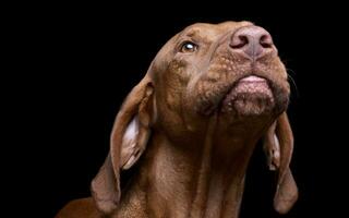 Porträt von ein bezaubernd Magyar vizsla suchen oben neugierig foto