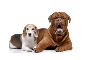 Studio Schuss von ein bezaubernd Dogge de Bordeaux und ein Beagle foto