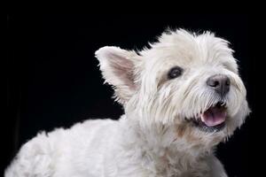 Porträt von ein bezaubernd Westen Hochland Weiß Terrier foto