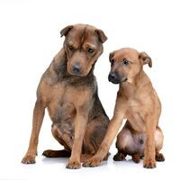 Studio Schuss von zwei bezaubernd gemischt Rasse Hund foto