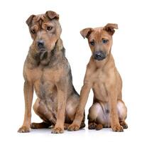 Studio Schuss von zwei bezaubernd gemischt Rasse Hund foto