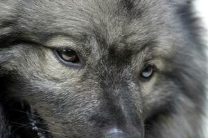 Porträt von ein bezaubernd Wolf Spitz foto