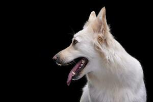 Porträt von ein bezaubernd gemischt Rasse Hund foto