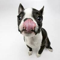 breit Winkel Schuss von ein bezaubernd Boston Terrier foto