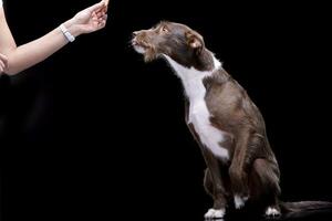 Hand Fütterung von ein bezaubernd Rand Collie foto