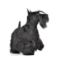 Studio Schuss von ein bezaubernd schottisch Terrier foto