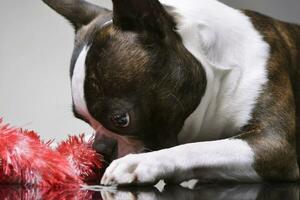 Studio Schuss von ein bezaubernd Boston Terrier foto