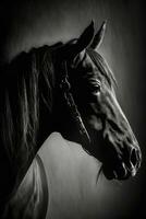 Hengst Pferd Silhouette Kontur schwarz Weiß von hinten beleuchtet Bewegung Kontur tätowieren Fachmann Fotografie foto