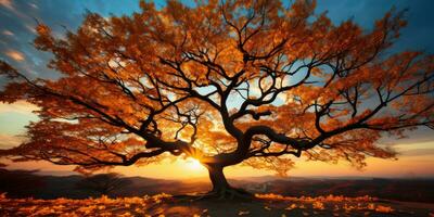 Herbst Orange Baum fallen friedlich Landschaft Freiheit Szene schön Natur Hintergrund Foto