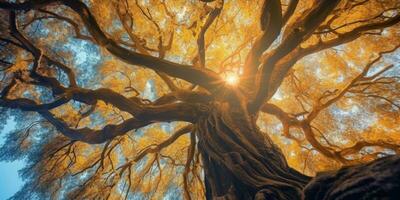 Herbst Orange Baum fallen friedlich Landschaft Freiheit Szene schön Natur Hintergrund Foto