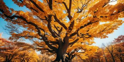 Herbst Orange Baum fallen friedlich Landschaft Freiheit Szene schön Natur Hintergrund Foto