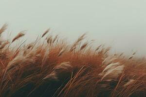 Feld Wind Gras launisch wild friedlich Landschaft Freiheit Szene schön Natur Hintergrund Foto