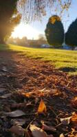 Herbst Orange Baum fallen friedlich Landschaft Freiheit Szene schön Natur Hintergrund Foto