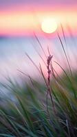 Blumen Fokus Sonnenuntergang Ruhe Anmut Landschaft Zen Harmonie Ruhe Einheit Harmonie Fotografie foto