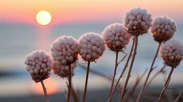 Blumen Fokus Sonnenuntergang Ruhe Anmut Landschaft Zen Harmonie Ruhe Einheit Harmonie Fotografie foto