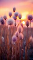 Blumen Fokus Sonnenuntergang Ruhe Anmut Landschaft Zen Harmonie Ruhe Einheit Harmonie Fotografie foto