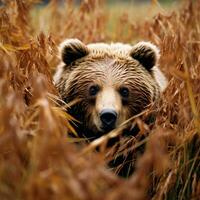 Bär Grizzly versteckt Raubtier Fotografie National geografisch Stil 35mm Dokumentarfilm Hintergrund foto