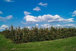 Apfelernte im alten Land Hamburg foto