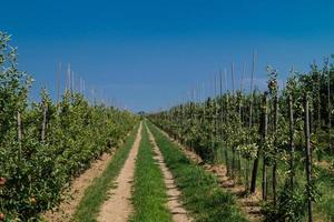 Apfelernte im alten Land Hamburg foto