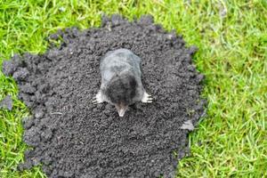 ein Maulwurf im Garten foto