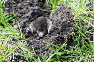 ein Maulwurf im Garten foto