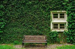 Nahansicht alt Weiß hölzern Fenster mit lange Bank und völlig Grün Pflanze auf Mauer Hintergrund. foto