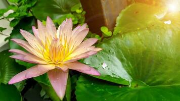 Nahansicht ein schön Rosa Lotus Blume Blühen im ein Garten mit Wasser Tröpfchen und Sonne, Linse Fackel Hintergrund. foto