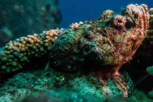 Tintenfischkönig der Tarnung im Roten Meer, Eilat Israel, foto