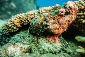 Tintenfischkönig der Tarnung im Roten Meer, Eilat Israel, foto