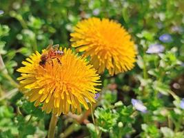 kleine Arbeiterbiene auf einer gelben Blume