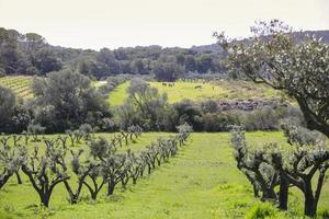 Olivenbäume auf der Insel Porquerolles foto