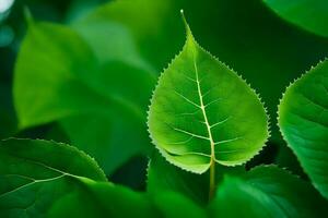 ein schließen oben von Grün Blätter auf ein Baum. KI-generiert foto