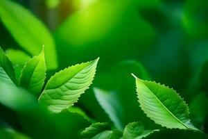 Grün Tee Blätter im das Sonnenlicht. KI-generiert foto