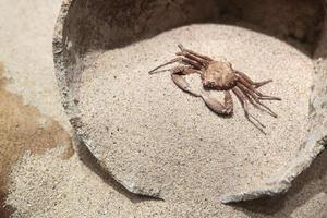 alte prähistorische Krabbe auf dem Sand the foto