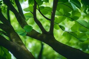 ein Baum Ast mit Grün Blätter. KI-generiert foto