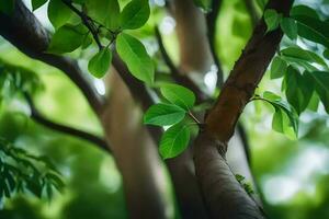 ein schließen oben von ein Baum mit Grün Blätter. KI-generiert foto