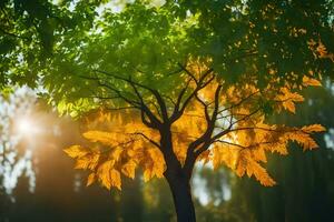 ein Baum mit Gelb Blätter im das Sonne. KI-generiert foto