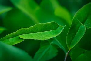 ein schließen oben von ein Grün Blatt. KI-generiert foto