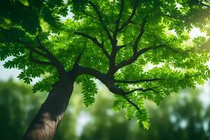 ein Baum mit Grün Blätter und Sonnenlicht leuchtenden durch. KI-generiert foto