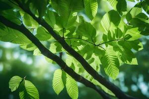 Grün Blätter auf ein Baum Ast. KI-generiert foto