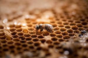 Arbeiterbiene in ihrem Bienenstock in freier Wildbahn foto