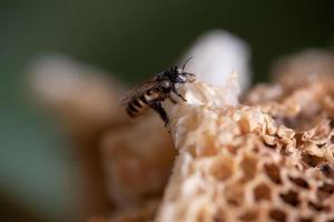 Arbeiterbiene in ihrem Bienenstock in freier Wildbahn foto