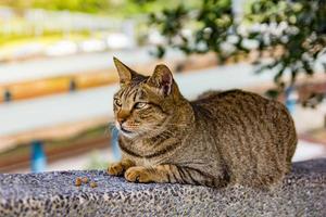 Porträt einer schönen Katze am sonnigen Tag foto