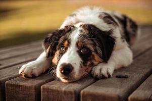 Nahaufnahmeporträt des dreifarbigen australischen Schäferhundes mit braunen Augen, der auf dem Tisch eines natürlichen Augenparks um ihn herum liegt? foto