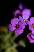 lila Blüte Aubrieta deltoidea Familie Brasicaceae lila Blüte foto