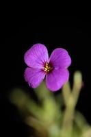 lila Blüte Aubrieta deltoidea Familie Brasicaceae lila Blüte foto